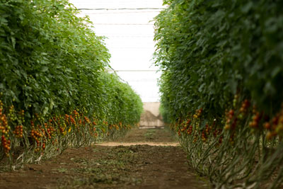 empaquetadora_tomates_01.jpg