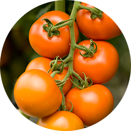 tomatoes 01